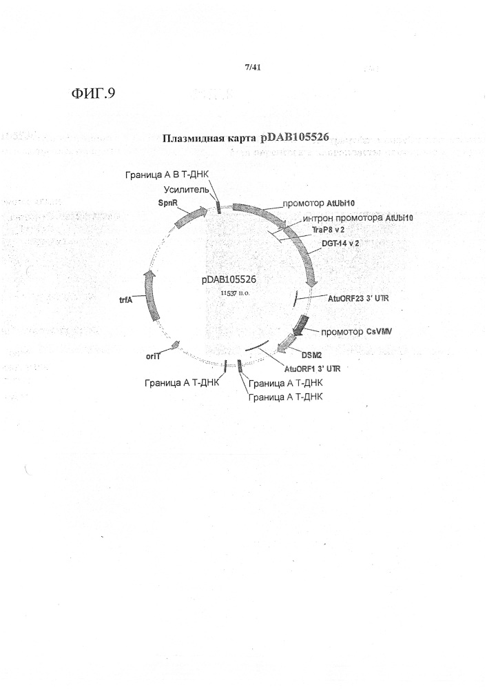Синтетические транзитные пептиды хлоропласта из brassica (патент 2636035)