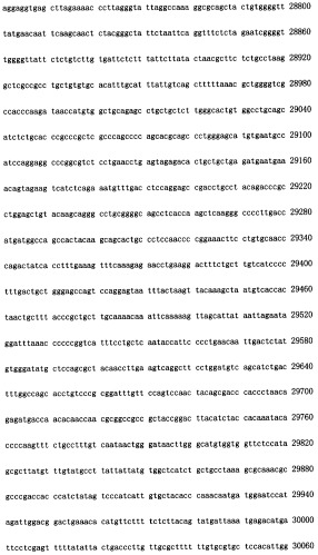 Конструирование рекомбинанта онколитического аденовируса, специфически экспрессирующего иммуномодуляторный фактор gm-csf в опухолевых клетках, и его применение (патент 2361611)