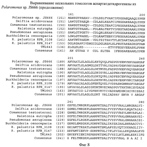 Бактерия семейства enterobacteriaceae - продуцент l-аспарагиновой кислоты или метаболитов, производных l-аспарагиновой кислоты, и способ получения l-аспарагиновой кислоты или метаблитов, производных l-аспарагиновой кислоты (патент 2472853)