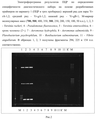 Способ диагностики йерсиниоза лососевых рыб, вызываемого yersinia ruckeri, методом полимеразной цепной реакции и диагностический набор для осуществления способа (патент 2560570)