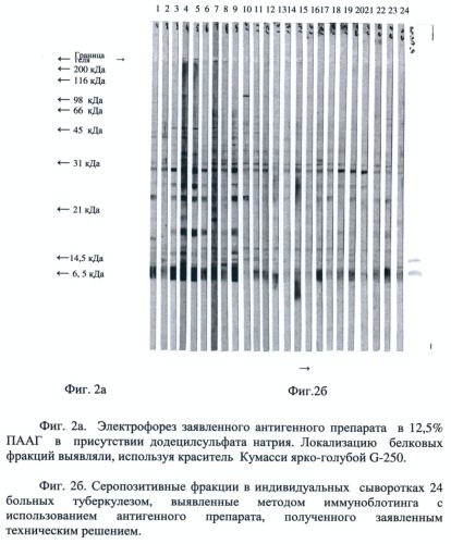 Способ получения антигенного препарата из mycobacterium tuberculosis с расширенным спектром серопозитивных фракций в реакции иммуноблотинга (патент 2431675)