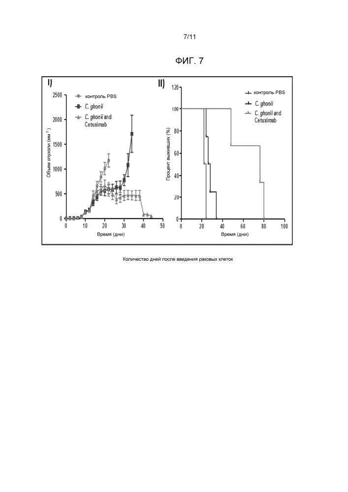 Онколитические штаммы clostridium ghonii, способы получения и применения (патент 2667432)