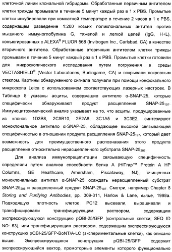 Иммунологические анализы активности ботулинического токсина серотипа а (патент 2491293)