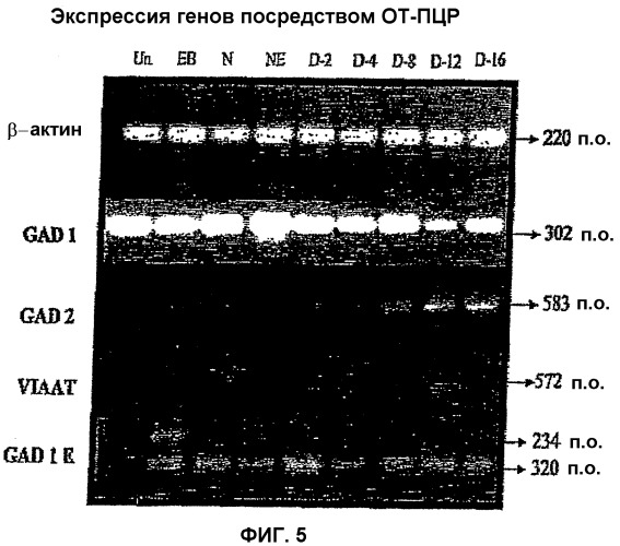 Получение гамкергических нейронов in vitro из эмбриональных стволовых клеток и их применение при лечении неврологических расстройств (патент 2380410)