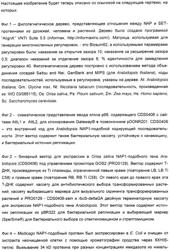 Способ повышения выхода семян растения, способ производства трансгенного растения, имеющего повышенную урожайность семян, генная конструкция для экспрессии в растении и трансгенное растение (патент 2409938)