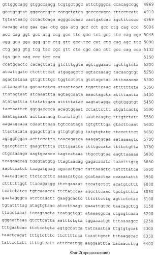 Генно-инженерная конструкция pgoatcasgcsf, обеспечивающая продукцию гранулоцит-колониестимулирующего фактора человека в молоко трансгенных животных (патент 2422529)