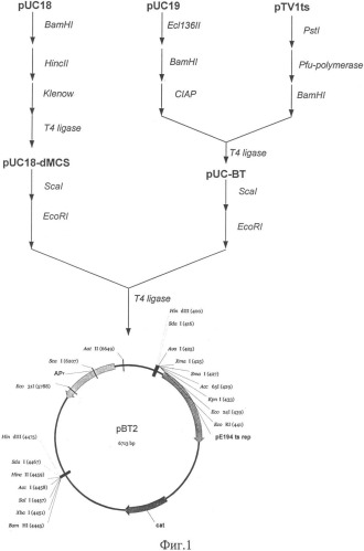 Способ конструирования рекомбинантного штамма staphylococcus carnosus (патент 2333957)