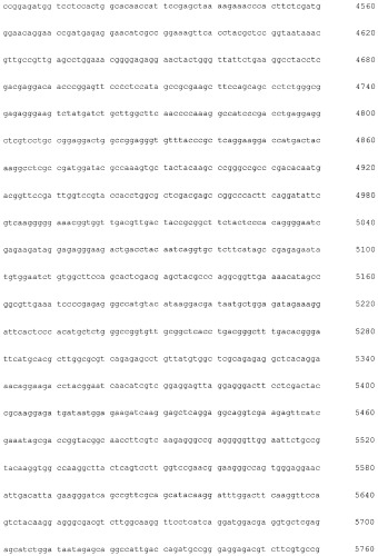 Новая гидрогеназа seq id no:5, очищенная из thermococcus onnurienus na1 с помощью моноokcида углерода, кодирующие ее гены, и способы получения водорода с использованием микроорганизма, имеющего указанные гены (патент 2460789)