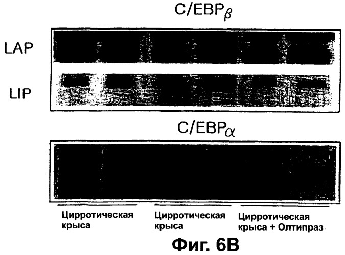 Фармацевтическая композиция для регенерации цирротической печени (патент 2291696)