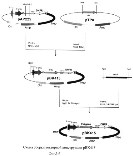 Рекомбинантная плазмидная днк рвк415, кодирующая полипептид рекомбинантного тканевого активатора плазминогена человека, линия клеток cricetulus griseus cho 1f8 - продуцент рекомбинантного тканевого активатора плазминогена человека и способ получения и выделения полипептида, обладающего активностью тканевого активатора плазминогена (патент 2500817)