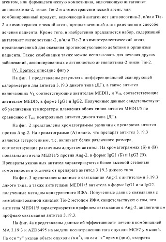 Стабилизированные антитела против ангиопоэтина-2 и их применение (патент 2509085)