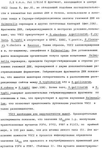 Vgc2 днк salmonella typhimurium, мутантная бактерия, обладающая пониженной способностью к адаптации к условиям окружающей среды, и способ ее получения (патент 2370541)