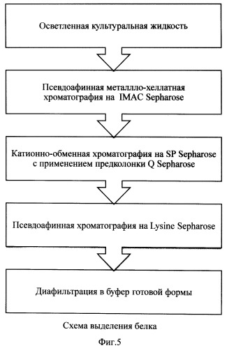 Рекомбинантная плазмидная днк рвк415, кодирующая полипептид рекомбинантного тканевого активатора плазминогена человека, линия клеток cricetulus griseus cho 1f8 - продуцент рекомбинантного тканевого активатора плазминогена человека и способ получения и выделения полипептида, обладающего активностью тканевого активатора плазминогена (патент 2500817)