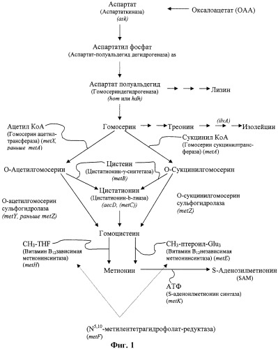 Рекомбинантные микроорганизмы, продуцирующие метионин (патент 2447146)