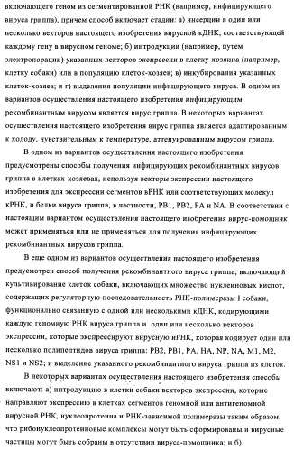 Способы и композиции для экспрессии антисмысловой вирусной рнк в клетках собаки (патент 2457250)