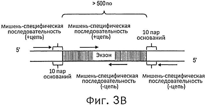 Прямой захват, амплификация и секвенирование днк-мишени с использованием иммобилизированных праймеров (патент 2565550)