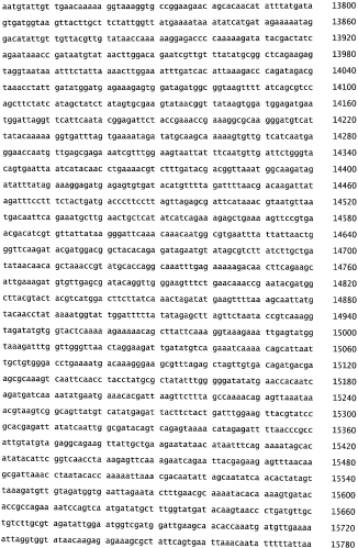 Бактериофаг, обладающий активностью против pseudomonas aeruginosa, белки бактериофага и способы их применения (патент 2580248)