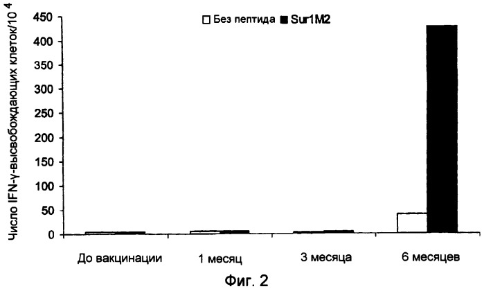 Вакцина на основе пептидов сурвивина (патент 2396088)