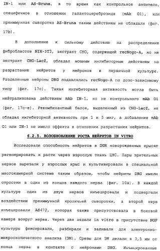 Поликлональное антитело против nogo, фармацевтическая композиция и применение антитела для изготовления лекарственного средства (патент 2432364)