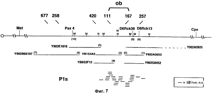 Полипептид ожирения (ов)(варианты), его аналог (варианты) и слитый белок (варианты), изолированная молекула нуклеиновой кислоты, молекула днк, рекомбинантный вектор клонирования, рекомбинантный вектор экспрессии, фармацевтическая композиция, моноклональное и поликлональное антитело (патент 2273645)