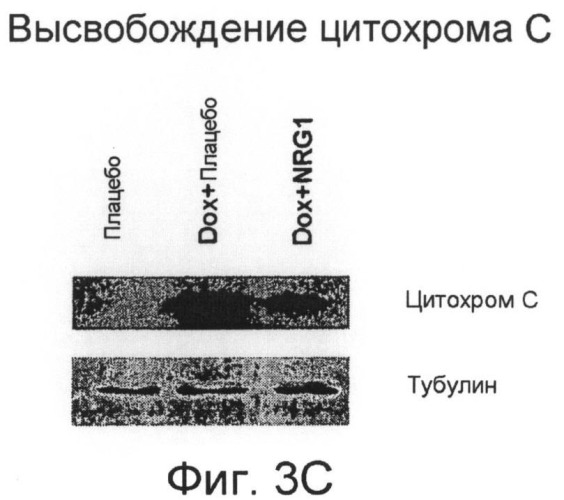 Способы выявления сердечных нарушений (патент 2498309)