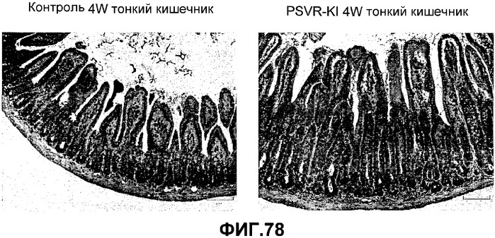 Желудочно-кишечный пролиферативный фактор и его применения (патент 2343158)