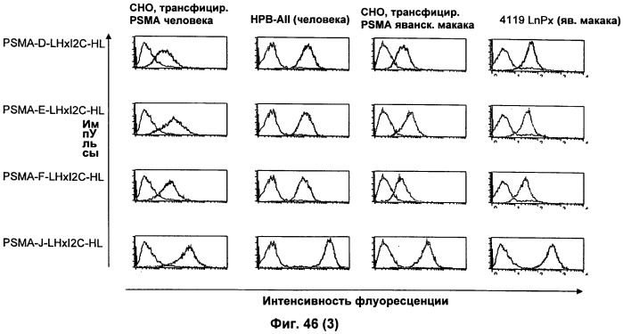 Psma×cd3 биспецифическое одноцепочечное антитело с межвидовой специфичностью (патент 2559531)