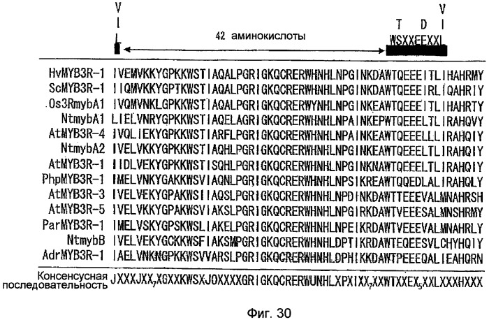 Растительные клетки и организмы растений с модифицированным клеточным ростом, развитием и дифференцировкой (патент 2349642)