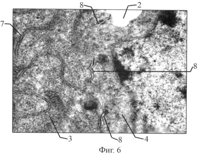 Способ моделирования синтициальных связей между клетками in vitro (патент 2433484)