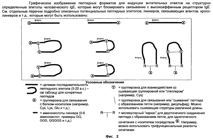 Вакцина против пептида ch3 ige (патент 2495049)