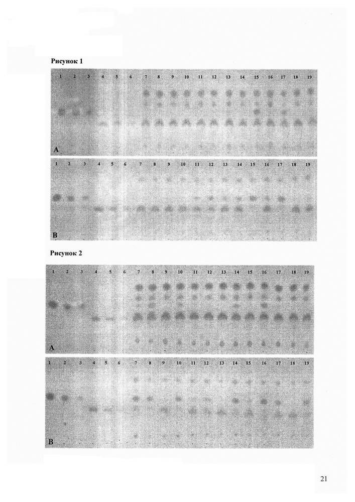 Штаммы bifidobacterium adolescentis 150 и bifidobacterium angulatum gt 102, синтезирующие гамма-аминомасляную кислоту (патент 2614110)