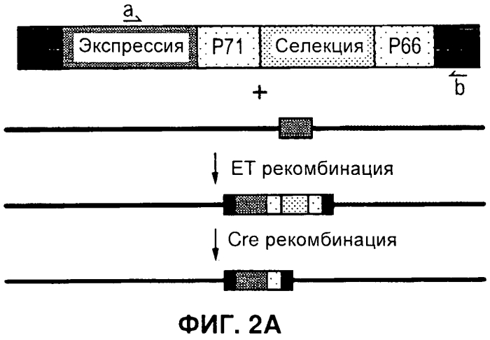 Векторы (патент 2569183)