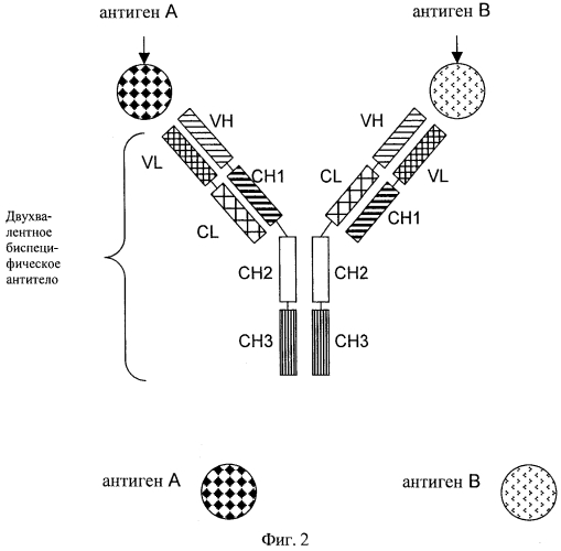 Двухвалентные биспецифические антитела (патент 2575066)