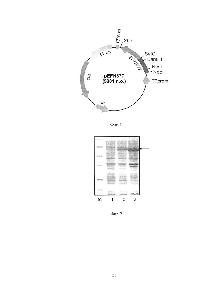 Рекомбинантная плазмидная днк pefn877, детерминирующая экспрессию гибридного полипептида со свойствами 10-го домена фибронектина на поверхности клеток escherichia coli, и штамм бактерий escherichia coli bl21(de3)plyss/pefn877 - продуцент гибридного полипептида со свойствами 10-го домена фибронектина на поверхности клеток (патент 2606014)