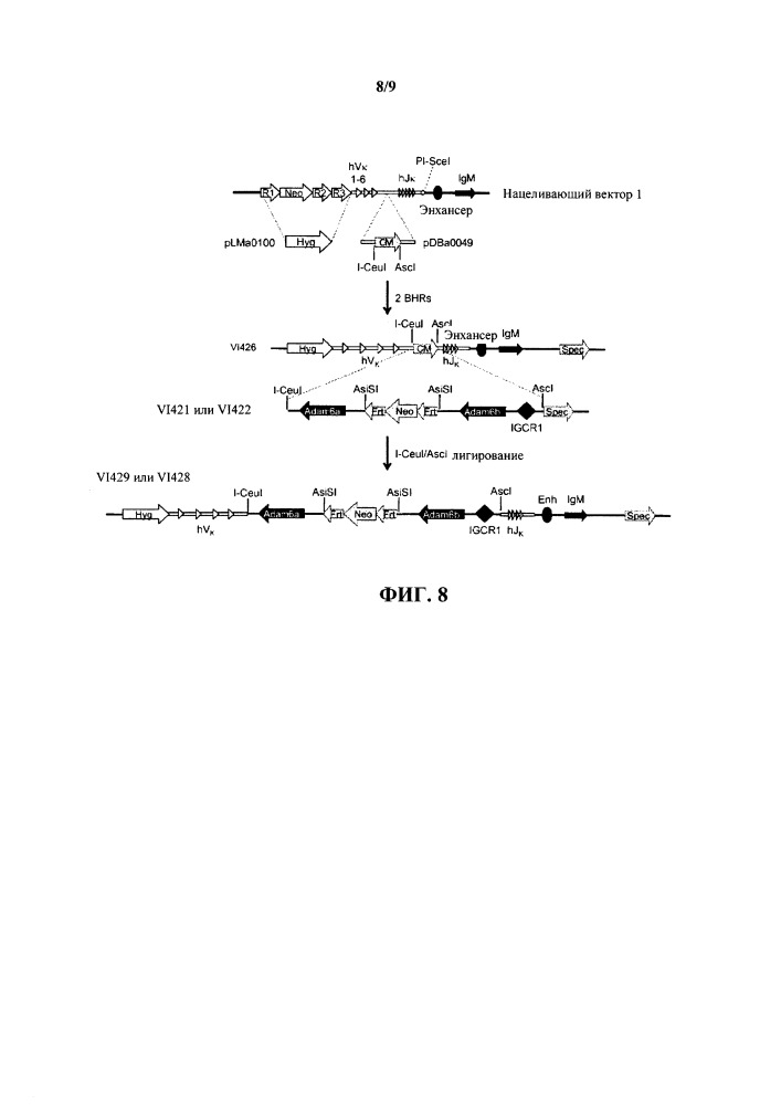 Гуманизированные грызуны, которые экспрессируют тяжелые цепи, содержащие домены vl (патент 2664185)