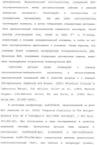 Антитела, сконструированные на основе цистеинов, и их конъюгаты (патент 2412947)