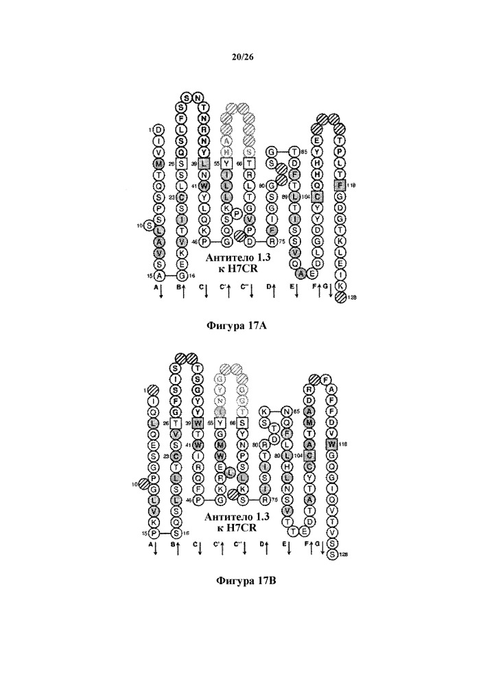 Антитела к h7cr (патент 2650756)