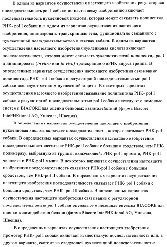 Способы и композиции для экспрессии антисмысловой вирусной рнк в клетках собаки (патент 2457250)