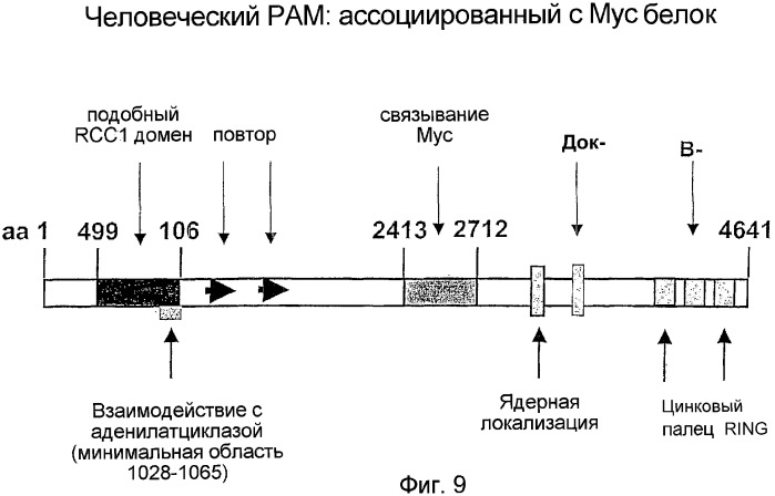 Применение s1p (патент 2362565)