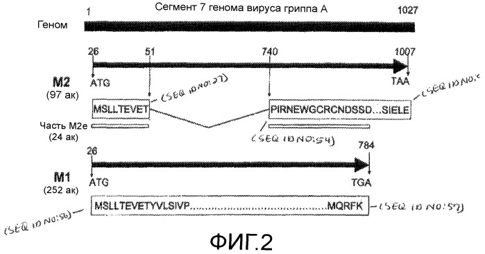 Иммуногенные композиции и способы (патент 2468034)