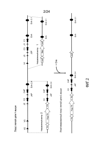 Мыши, экспрессирующие легкую цепь с вариабельной областью альфа человека и константной областью мыши (патент 2590594)