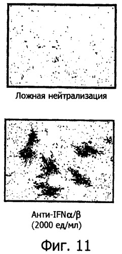 Применение комбинации вируса миксомы и рапамицина для терапевтического лечения (патент 2461630)