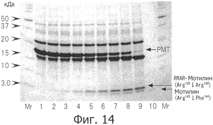 Способ расщепления полипептидов с использованием варианта протеазы оmpт (патент 2395582)