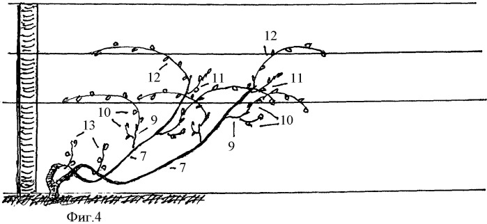 Способ ведения виноградного куста (патент 2445766)