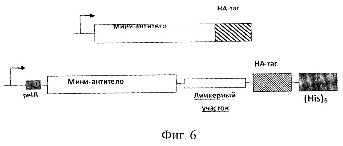 Однодоменное мини-антитело aher2/askbr3-1, специфически связывающее рецептор эпидермального фактора роста her2/erbb2/neu и способное через это взаимодействие проникать внутрь клетки-мишени (интернализоваться), способ получения данного антитела и способ детекции белка her2/erbb2/neu и клеток, экспрессирующих этот белок в повышенном количестве, с помощью мини-антитела aher2/askbr3-1 (патент 2522929)