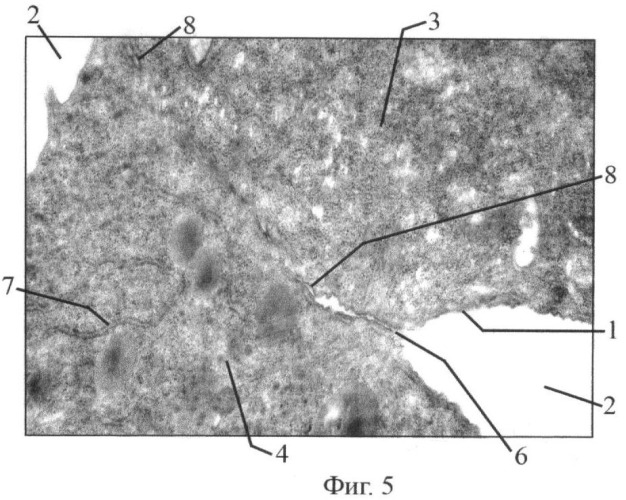 Способ моделирования синтициальных связей между клетками in vitro (патент 2433484)