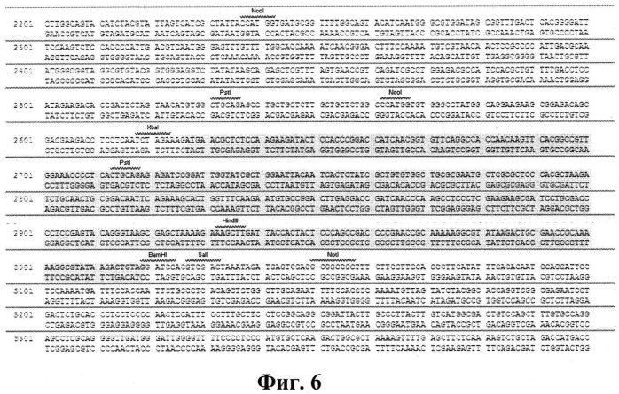 Рекомбинантная плазмидная днк pcdna4-apo-2nls2, несущая синтетический ген белка апоптина, индуцирующего p53 независимый апоптоз опухолевых клеток (патент 2541777)