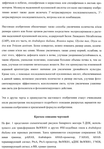 Молекулы нуклеиновых кислот, кодирующие wrinkled1-подобные полипептиды, и способы их применения в растениях (патент 2385347)