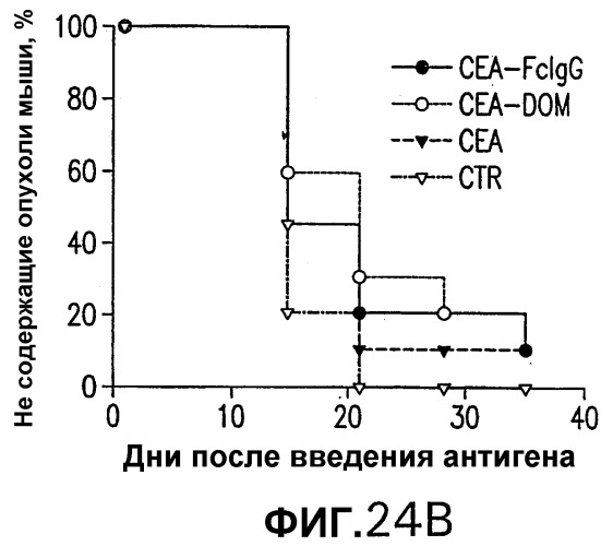 Слитые белки карциноэмбрионального антигена (патент 2380375)