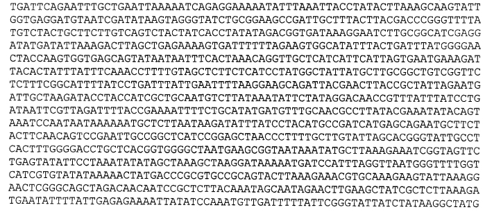 Штамм риккетсий группы клещевой пятнистой лихорадки вида rickettsia heilongjiangensis, используемый для идентификации риккетсий и получения диагностических препаратов (патент 2583286)